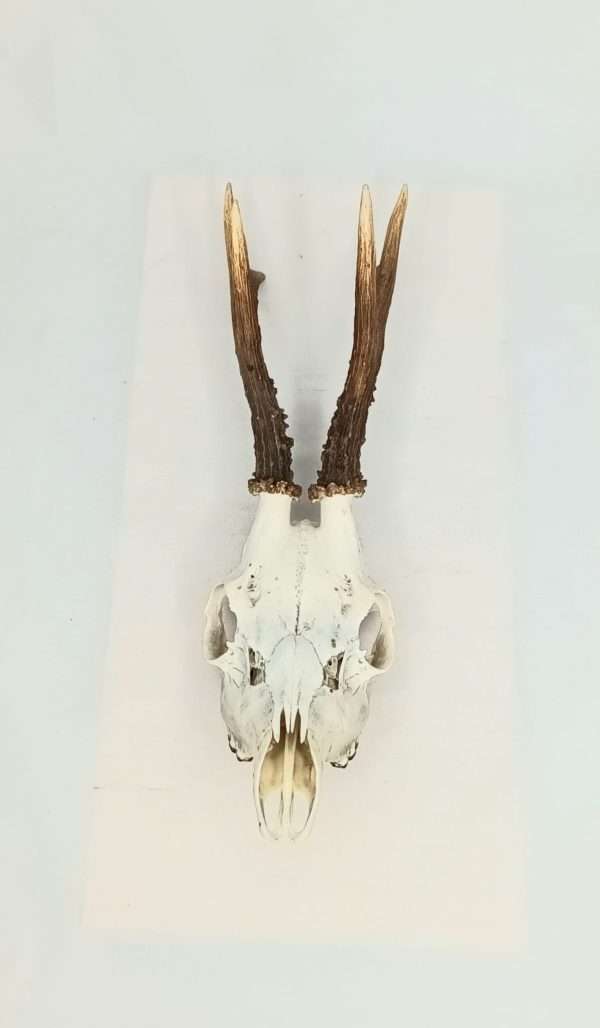 SOLD - Taxidermy Roe Deer Skull. Log no 088.
