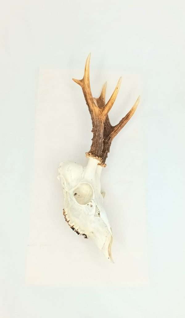 SOLD - Taxidermy Roe Deer Skull. Log no 088. - Image 3