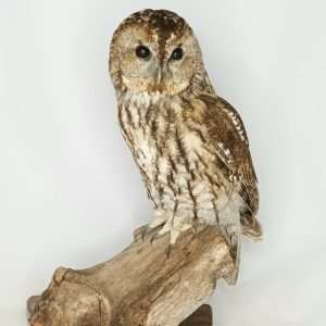 SOLD - Taxidermy Tawny Owl. Log no 9929.