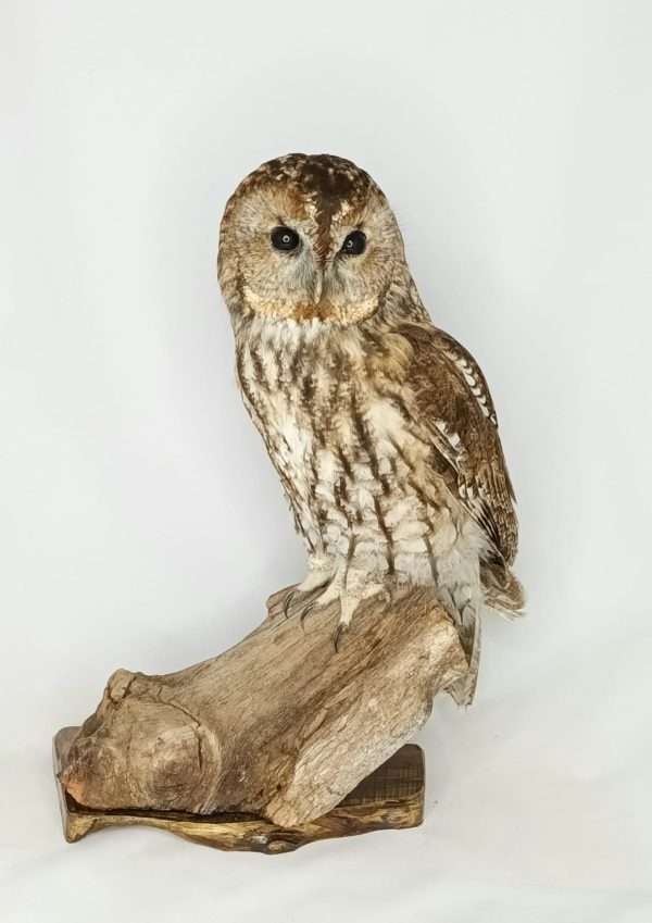 SOLD - Taxidermy Tawny Owl. Log no 9929.