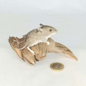 Taxidermy Juvenile Field Mouse. Log no 156.