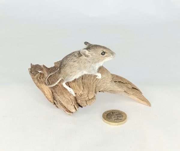 Taxidermy Juvenile Field Mouse. Log no 156.