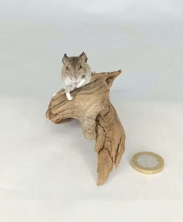 Taxidermy Juvenile Field Mouse. Log no 156. - Image 5