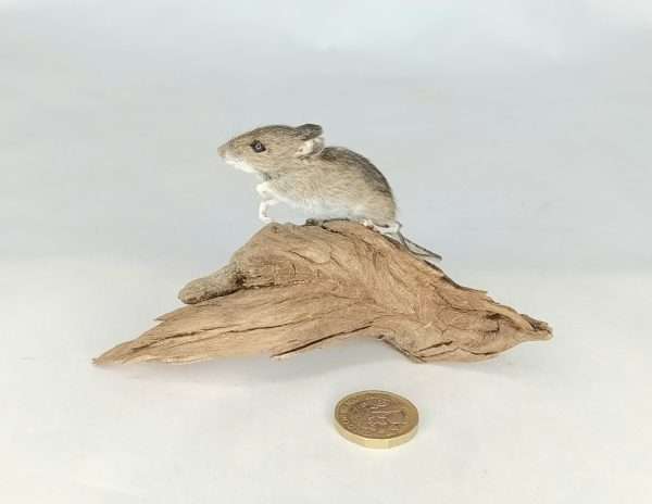 Taxidermy Juvenile Field Mouse. Log no 156. - Image 4