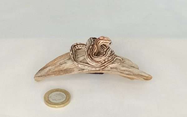 Taxidermy Small Corn Snake. Log no 200. - Image 3