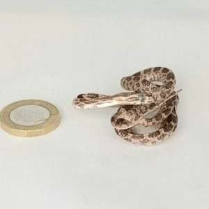 Taxidermy Tiny Corn Snake. Log no 206.