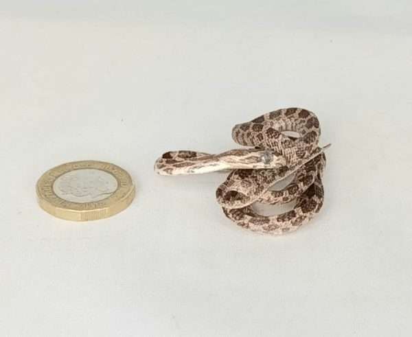 Taxidermy Tiny Corn Snake. Log no 206.