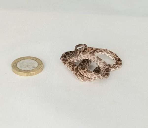 Taxidermy Tiny Corn Snake. Log no 206. - Image 4