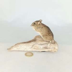 Taxidermy Field Mouse. Log no 197.