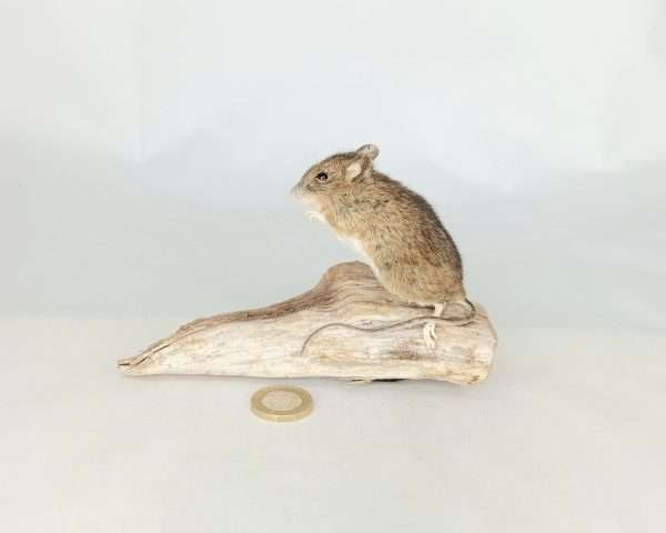 Taxidermy Field Mouse. Log no 197.