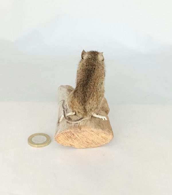 Taxidermy Field Mouse. Log no 197. - Image 5