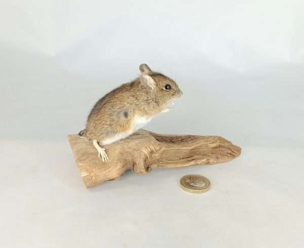 Taxidermy Field Mouse. Log no 197. - Image 4