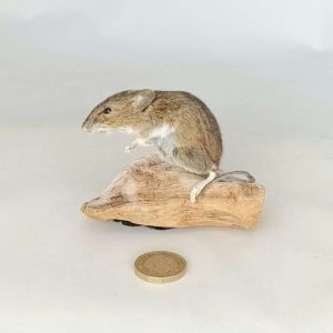 Taxidermy Field Mouse. Log no 239.