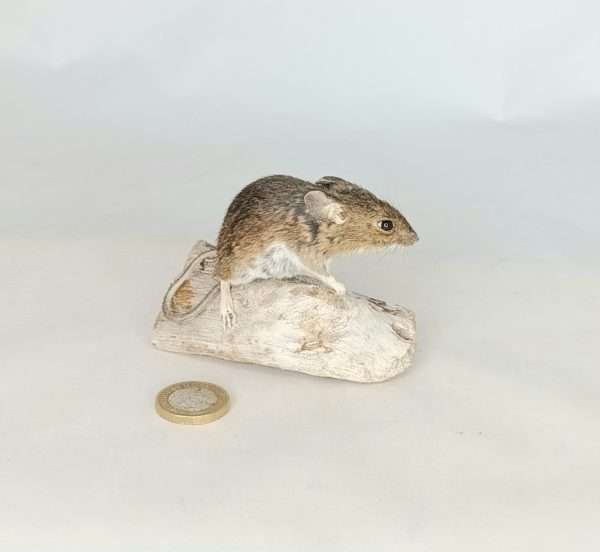 Taxidermy Field Mouse. Log no 239. - Image 2