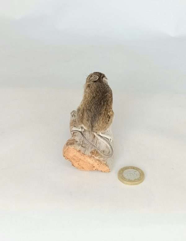 Taxidermy Field Mouse. Log no 239. - Image 5
