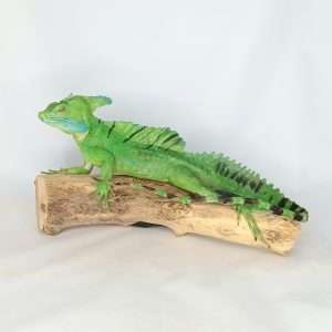 Taxidermy Plumed Basilisk. Log no 257.