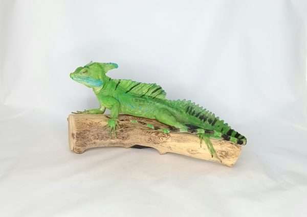 Taxidermy Plumed Basilisk. Log no 257.