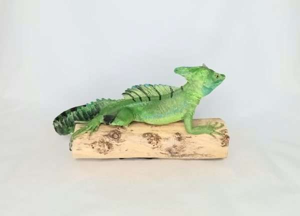 Taxidermy Plumed Basilisk. Log no 257. - Image 3