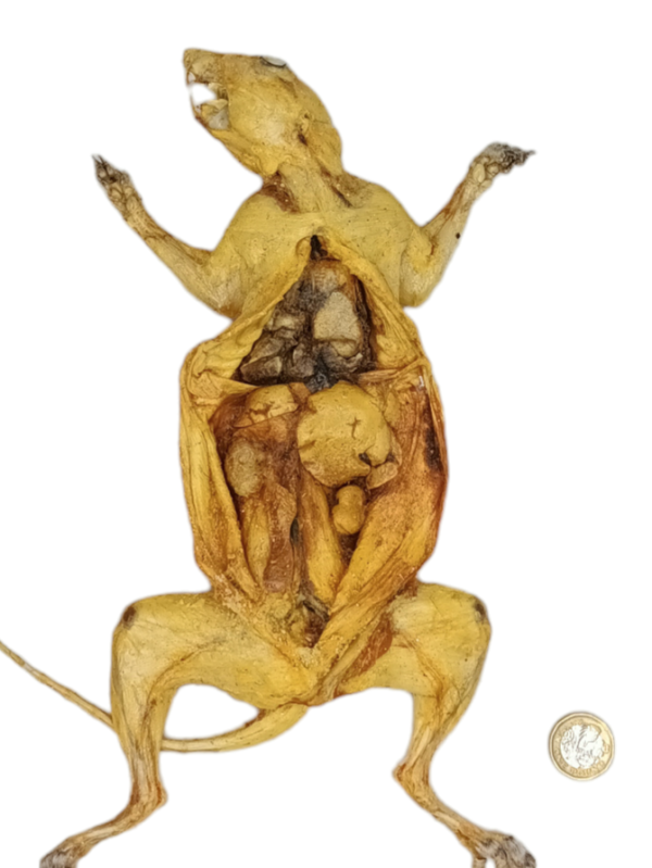 Taxidermy Grey Squirrel Anatomy Specimen. Log no 320. - Image 3