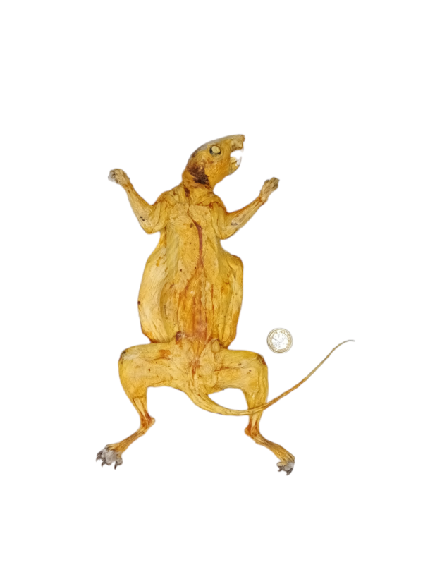 Taxidermy Grey Squirrel Anatomy Specimen. Log no 320. - Image 5