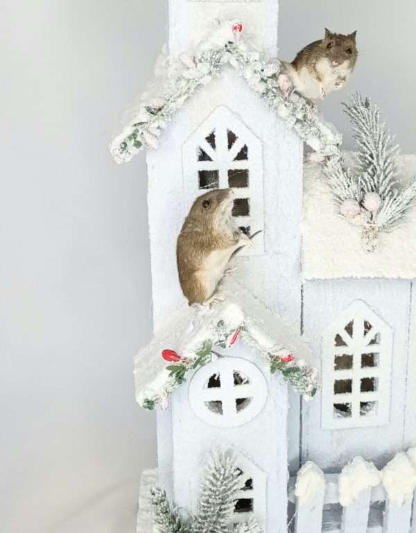 Taxidermy Two Field Mice On Church Spire. Log no 301. - Image 6