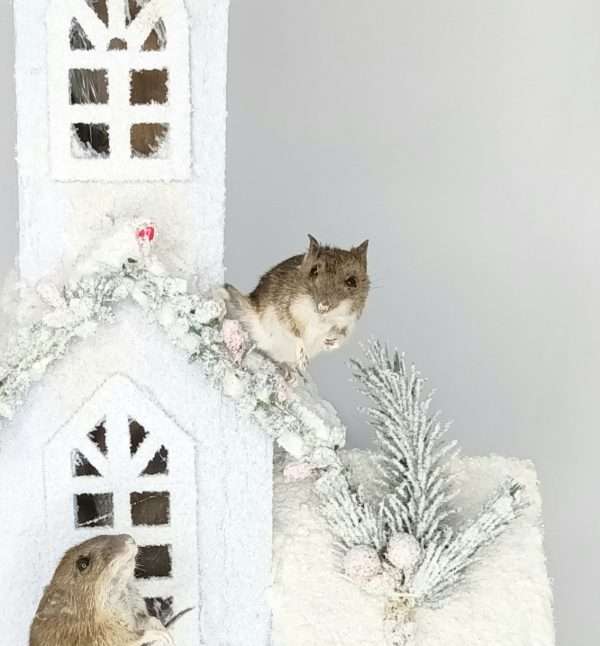 Taxidermy Two Field Mice On Church Spire. Log no 301. - Image 5