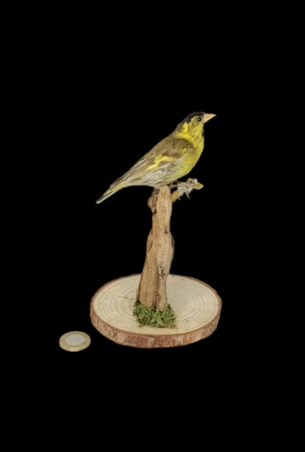Taxidermy Victorian Male Siskin. Log no 328.