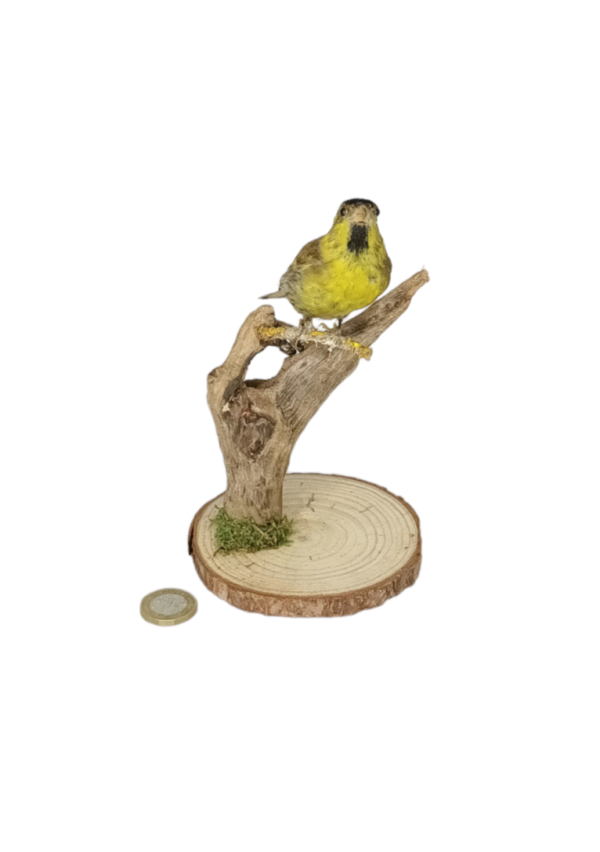 Taxidermy Victorian Male Siskin. Log no 328. - Image 2