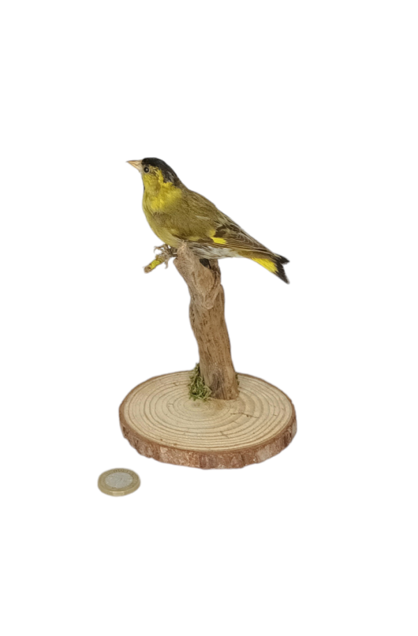 Taxidermy Victorian Male Siskin. Log no 328. - Image 4