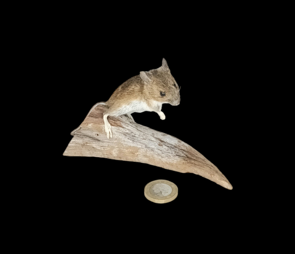 Taxidermy Field Mouse. Log no 444.