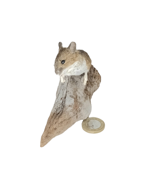 Taxidermy Field Mouse. Log no 444. - Image 2