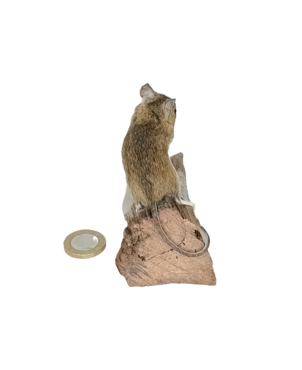 Taxidermy Field Mouse. Log no 444. - Image 4