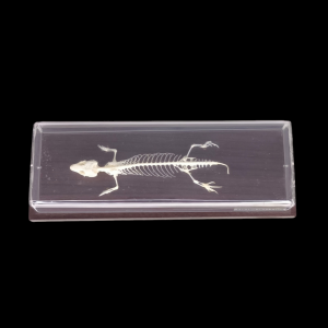 Taxidermy Lizard Skeleton. Log no 54.