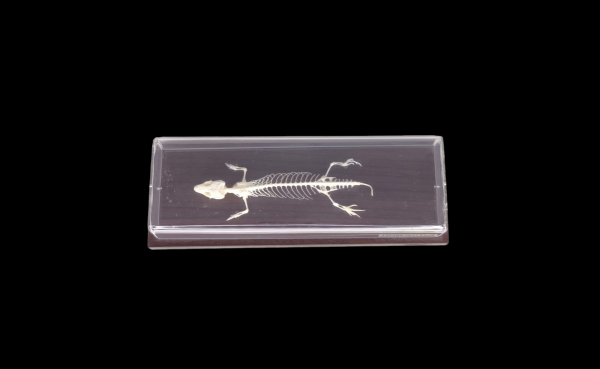 Taxidermy Lizard Skeleton. Log no 54.