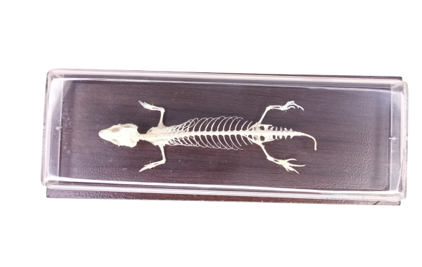 Taxidermy Lizard Skeleton. Log no 54. - Image 3