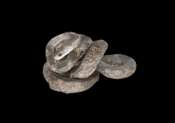 Taxidermy Adult Corn Snake. Log no 171.