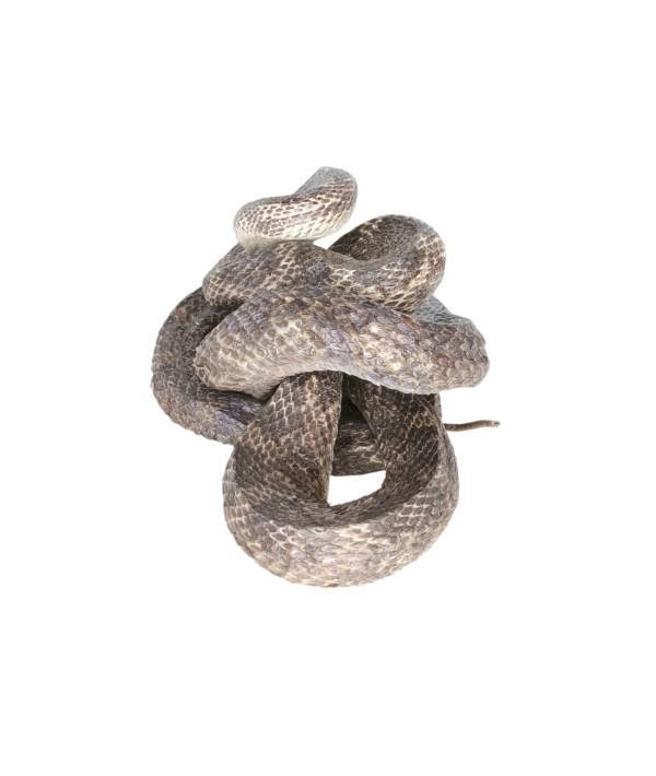 Taxidermy Adult Corn Snake. Log no 171. - Image 5