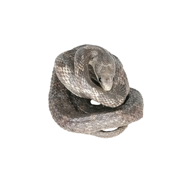 Taxidermy Adult Corn Snake. Log no 171. - Image 3