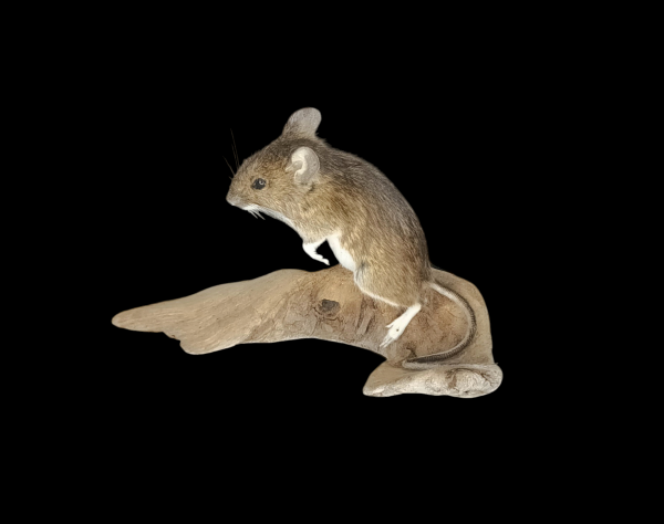 Taxidermy Field Mouse. Log no 177.
