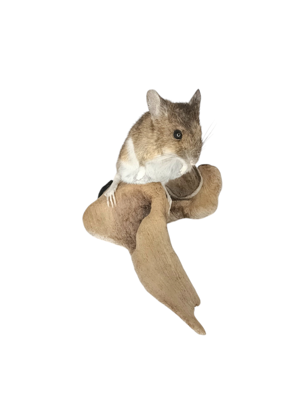 Taxidermy Field Mouse. Log no 177. - Image 5