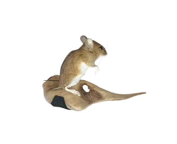 Taxidermy Field Mouse. Log no 177. - Image 3