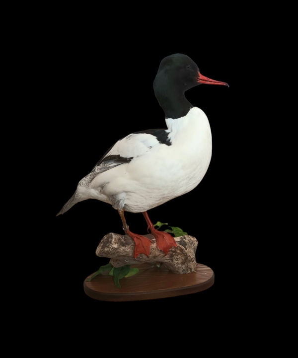 Taxidermy Male Goosander. Log no 606a.