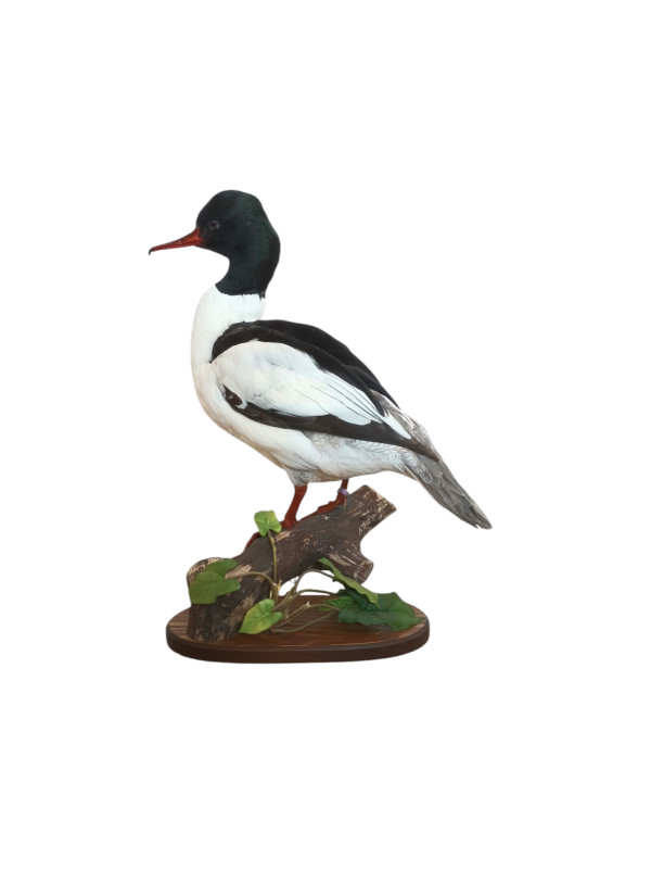 Taxidermy Male Goosander. Log no 606a. - Image 5