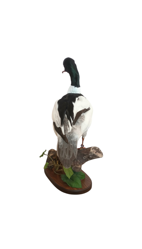 Taxidermy Male Goosander. Log no 606a. - Image 4