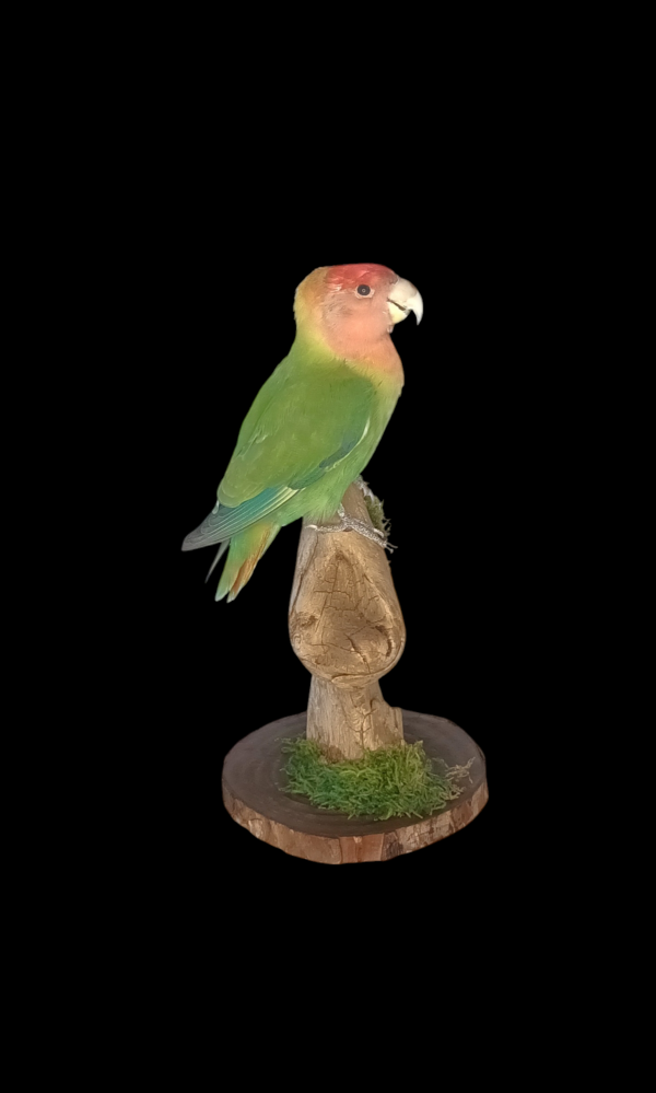 Taxidermy Lovebird. Log no 635a.