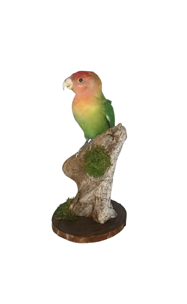 Taxidermy Lovebird. Log no 635a. - Image 3