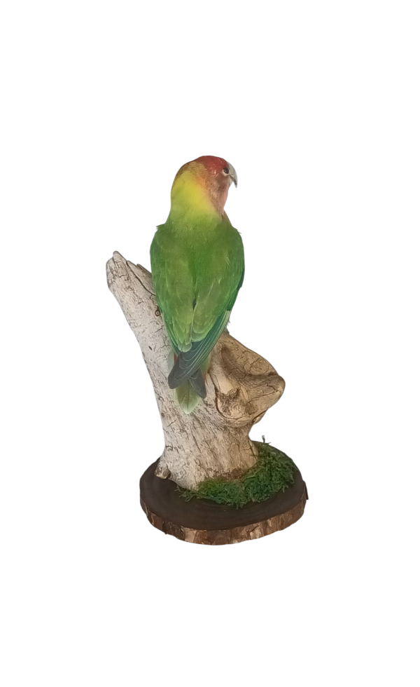 Taxidermy Lovebird. Log no 635a. - Image 5