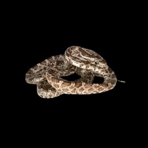 Taxidermy Tiny Corn Snake. Log no 79.