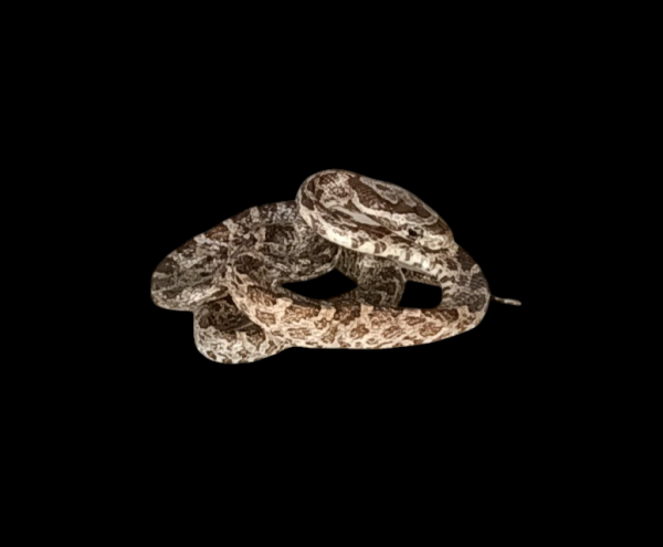 Taxidermy Tiny Corn Snake. Log no 79.