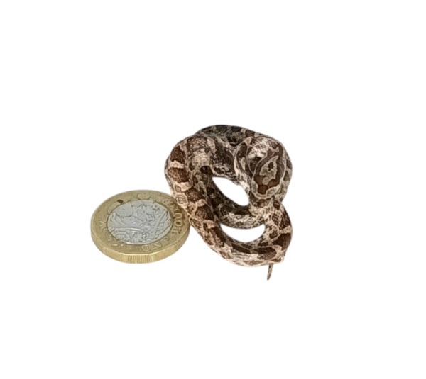 Taxidermy Tiny Corn Snake. Log no 79. - Image 5